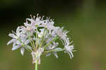 Meadow garlic